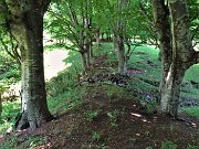 57 Filari di faggi sul Sentiero dei roccoli